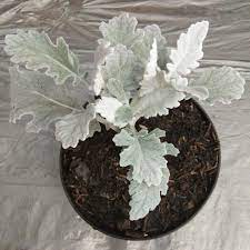 Silver dust daun besar - TANAMAN PUTRI SALJU / SILVER DUST DAUN LEBAR bunga kembang hias murah