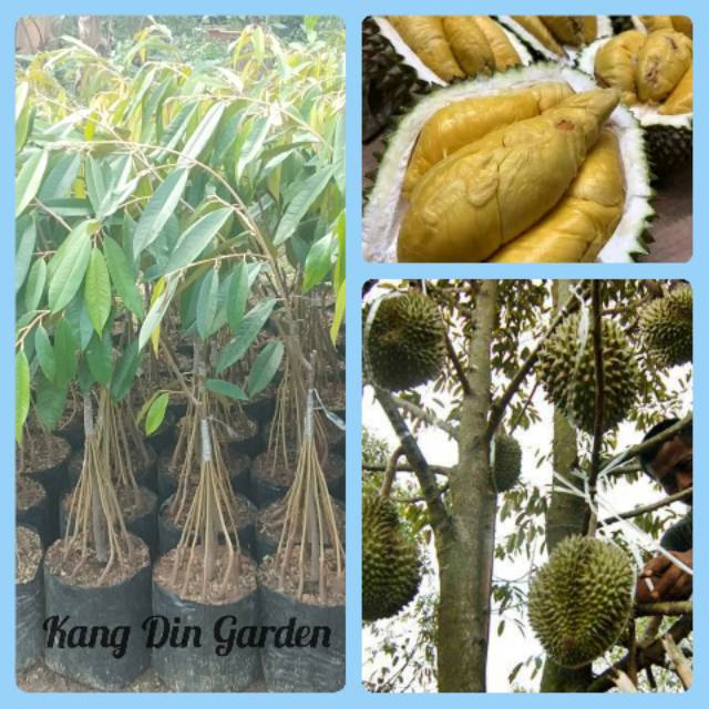 Bibit durian musangking kaki 10 kualitas unggul