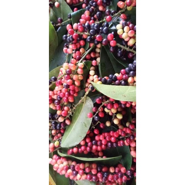 

buah huni manis asam
