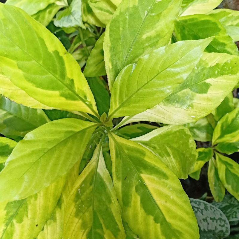 Melati Jepang Variegata / Graptophyllum Pictum