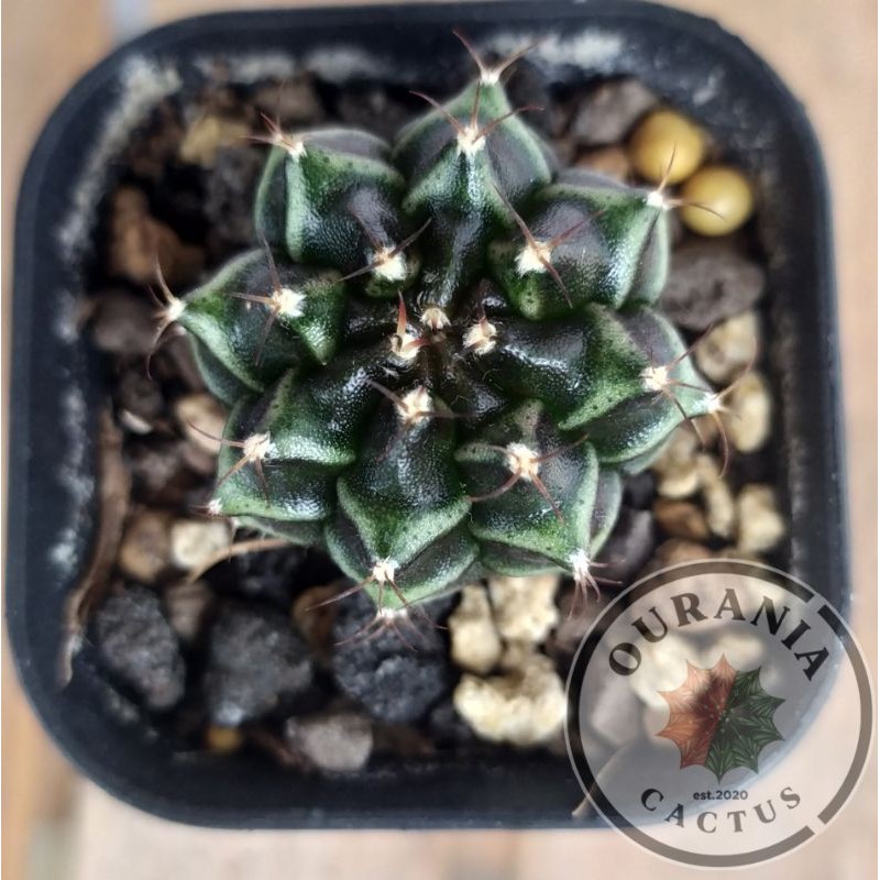 Kaktus Gymnocalycium Mihanovichi Hybrid