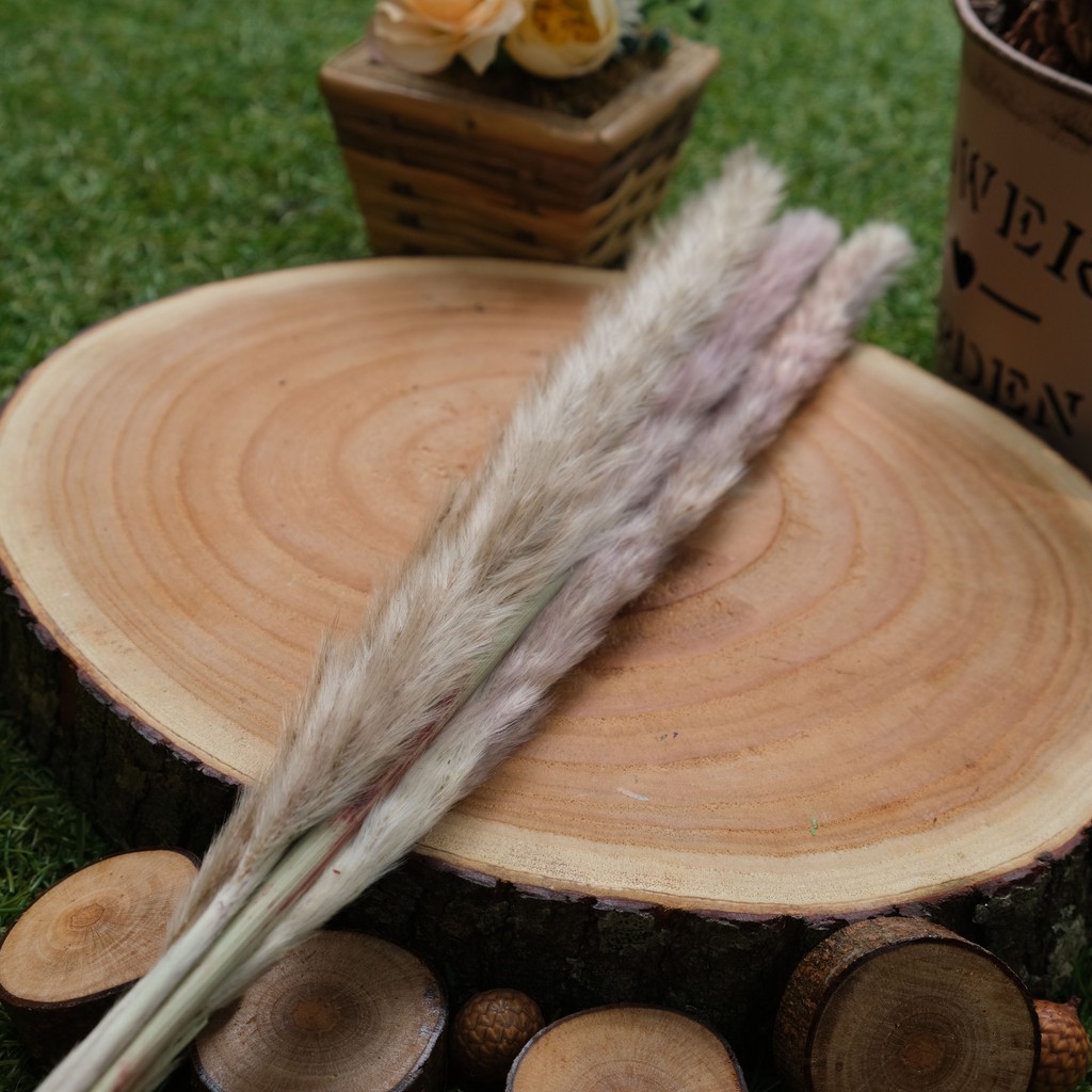 Dried Flower | Bunga Kering | Pampas Halus Natural / Ikat