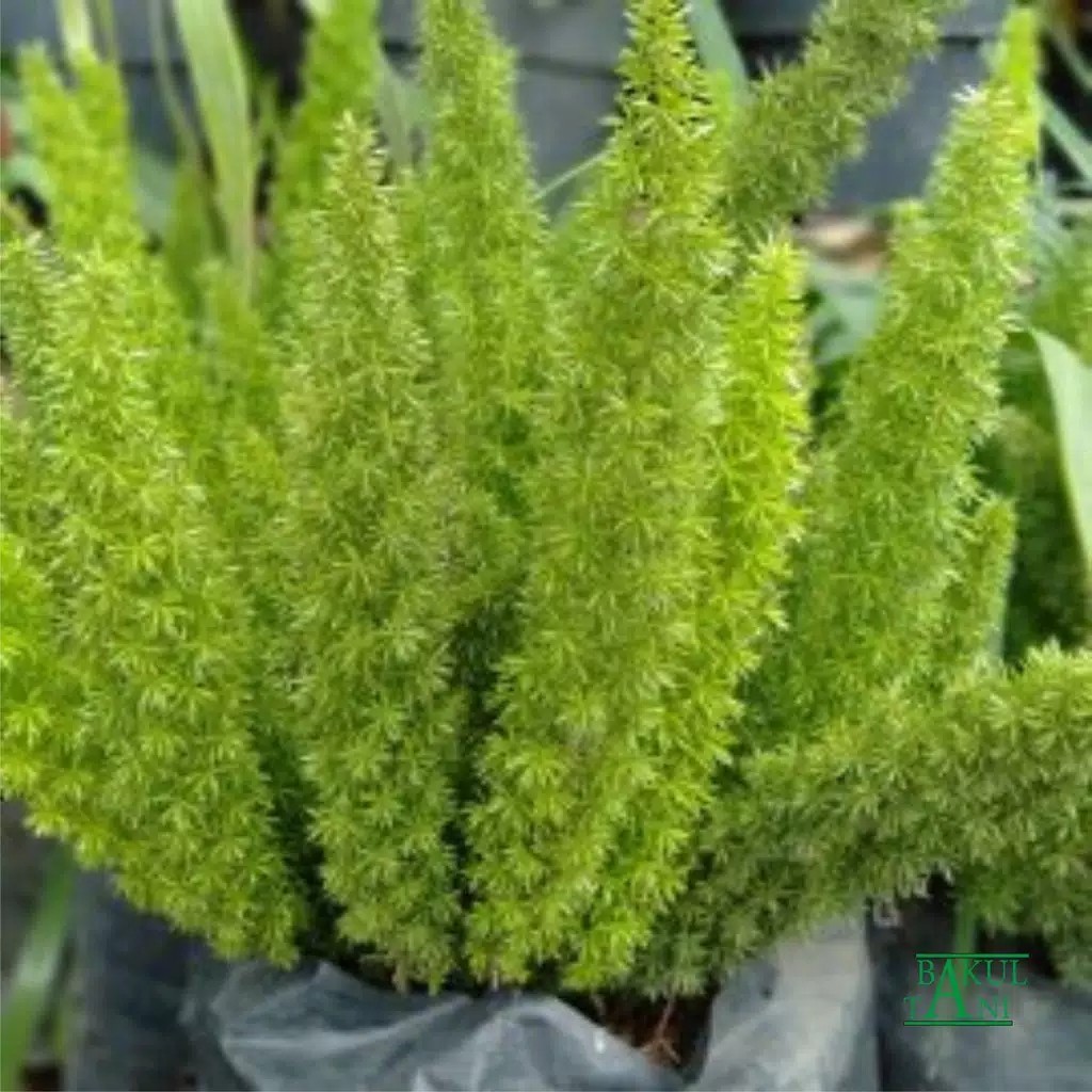 Tanaman Hias Asparagus Densiflorus Atau Ekor Tupai Murah