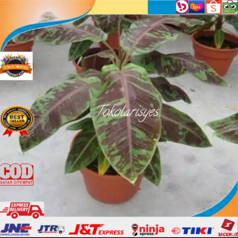 Tanaman hias pisang varigata merah