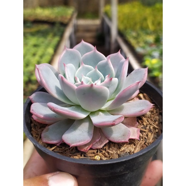 sukulen Echeveria Laurensis | kaktus dan sukulen