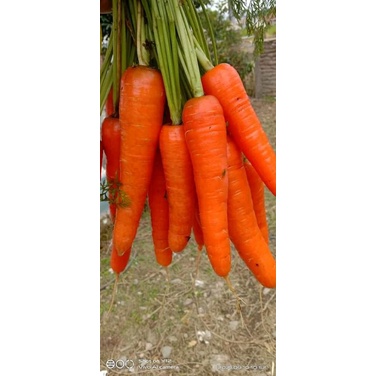 

sayur wortel fresh