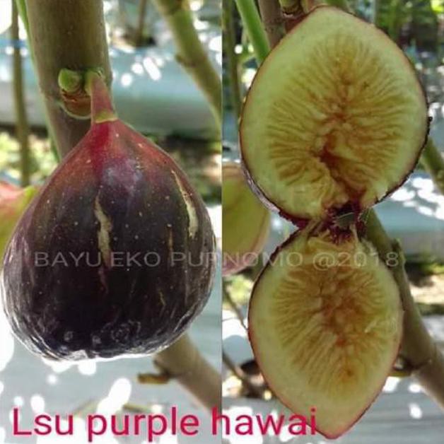 I3r Bibit Pohon Tin Ara Lsu Purple Buah Ungu Jumbo Xx Shopee Indonesia