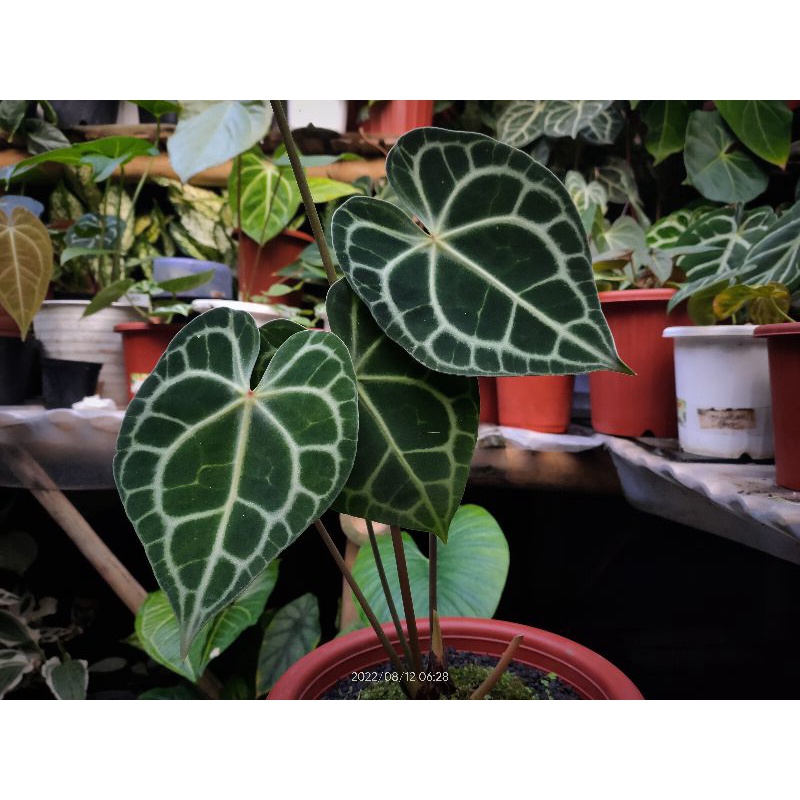 Anthurium Clarinervium manik merah (original)