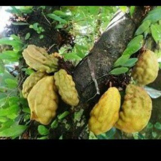 

Buah Nam Nam / Buah Pukih / Pokih Segar