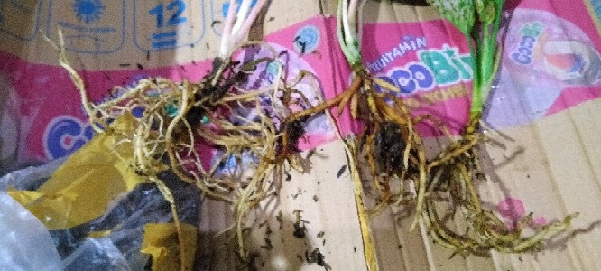 Bunga Aglonema Paket 3 Batang