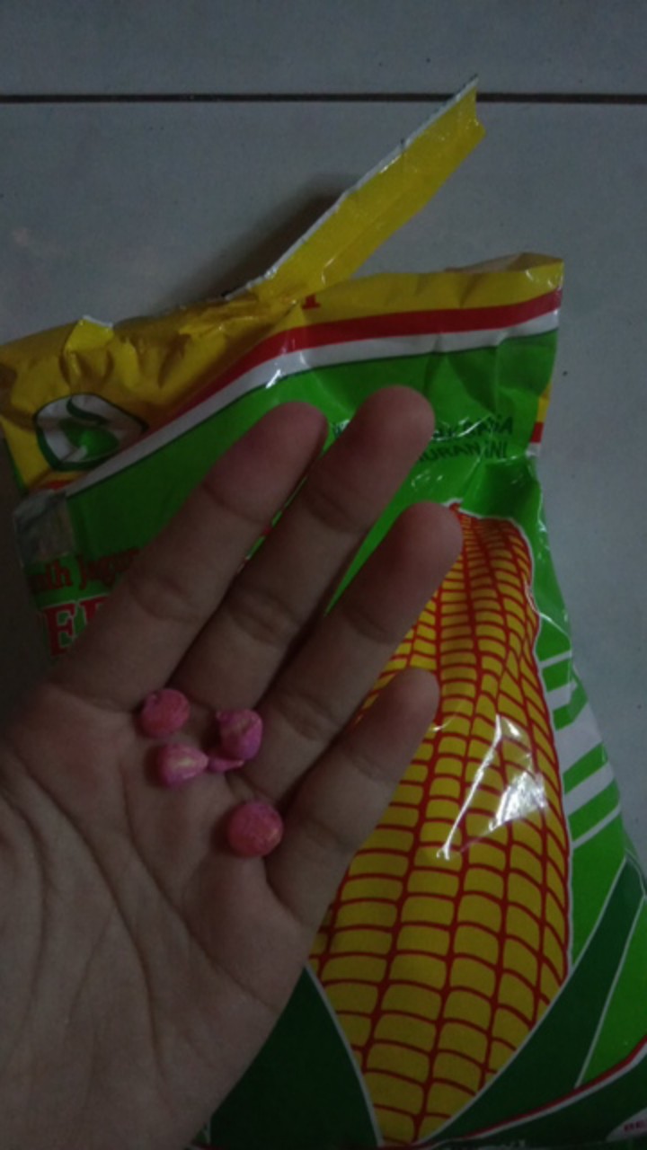 Bibit Jagung. Benih Jagung Hibrida F1 Pertiwi 3 (1 Kg)