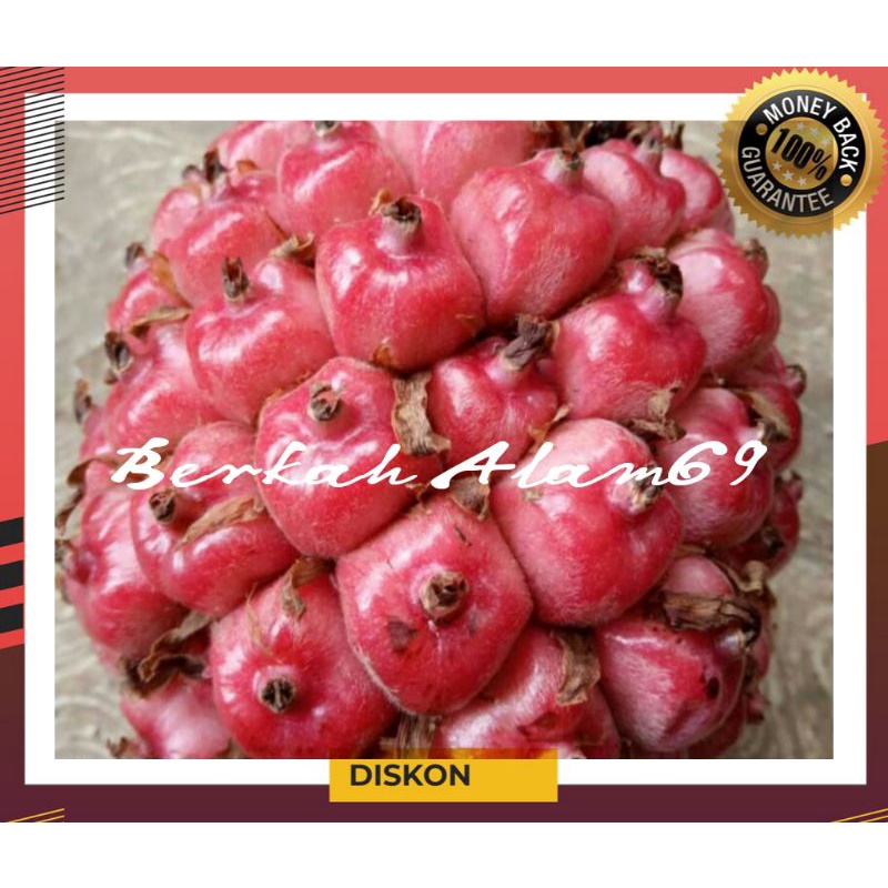 

Buah Honje Segar / Asam Patilaka Segar 500grm