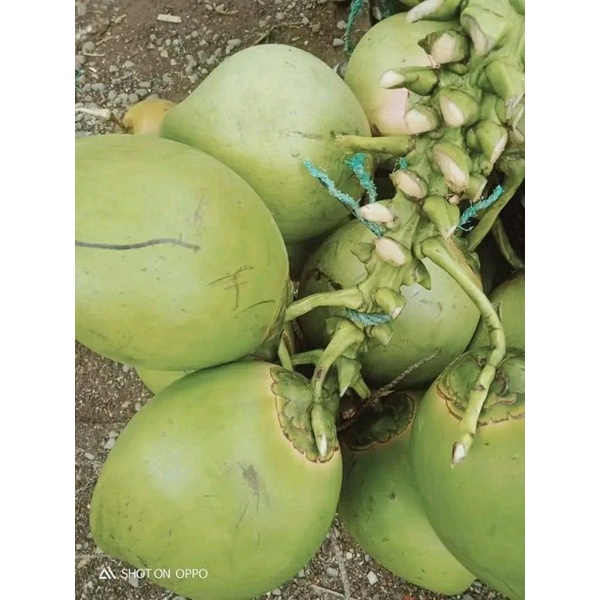 

kelapa muda hijau