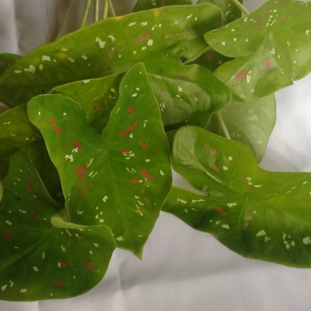 Bibit talas hias termurah