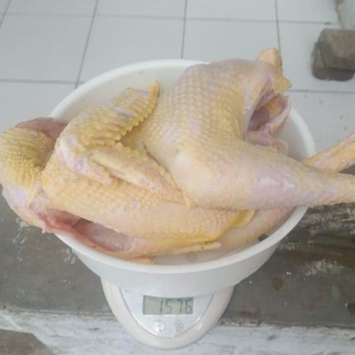 

Ayam kampung