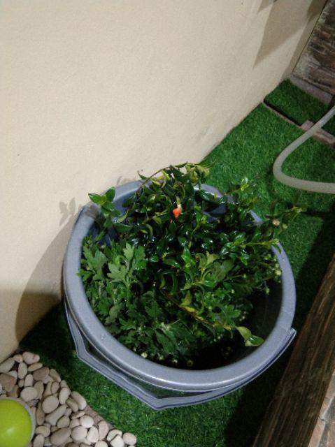 Bunga Gantung Lipstik Oranye