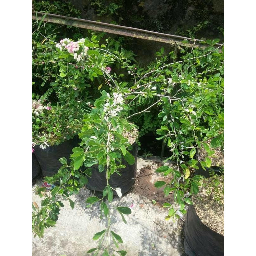 KW+ TANAMAN BUAH TANAMAN ASAM BELANDA-ASAM KERANJI-ASAM MANIS NEW!