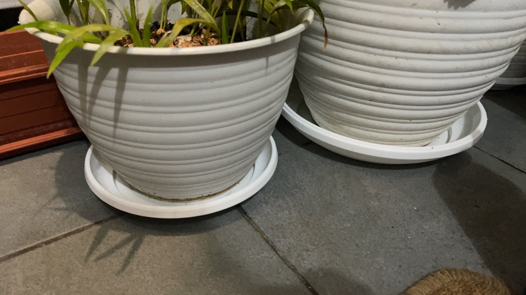 Pot Bunga Tanaman Pirus Madu Tinggi 12 Putih