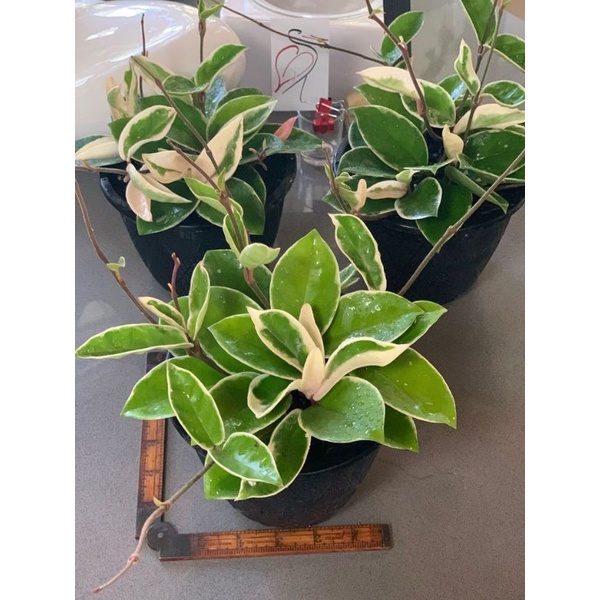 Tanaman hias Hoya carnosa variegata