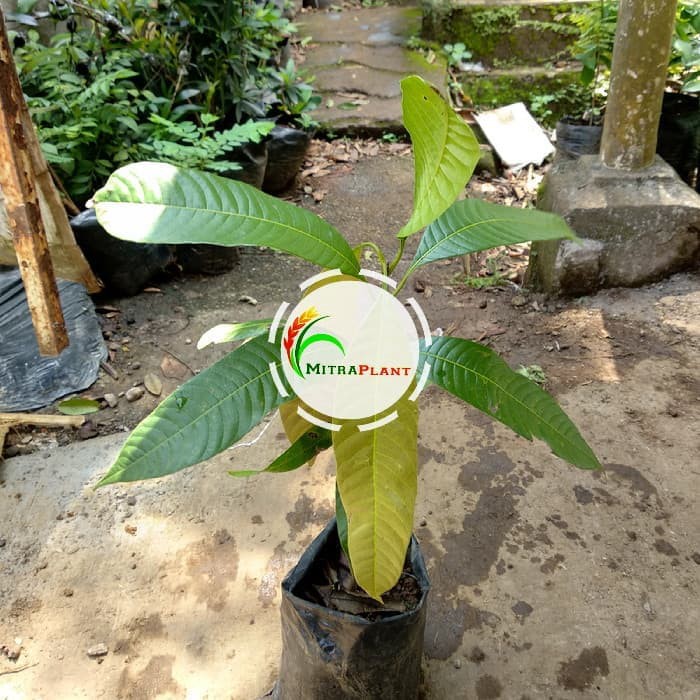 Bibit Pohon Gandaria Bibit Pohon Jatake Asam Bibit Gandaria Pohon Buah Gandaria