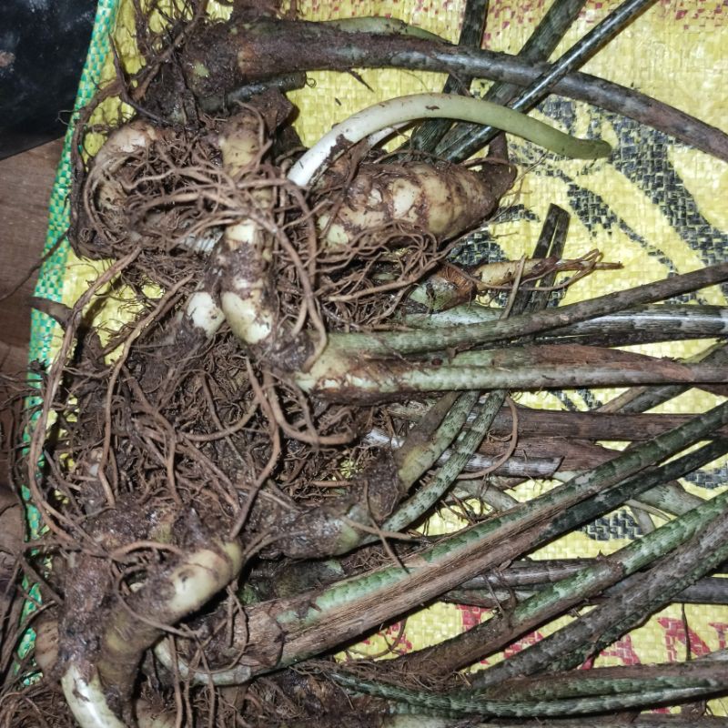 PAKET ALOCASIA REGINAE 4 BUAH, ZEBRINA TIGRINA 1, ZEBRINA 1, BONGGOL ZEBRINA TIGRINA 1.