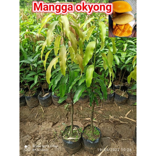 bibit mangga okyong/golek madu