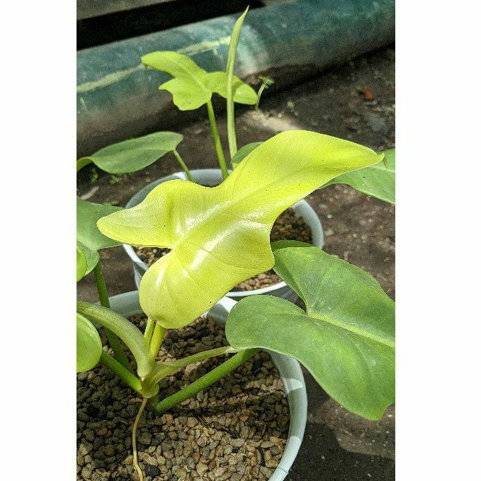 Philodendron Violin Golden