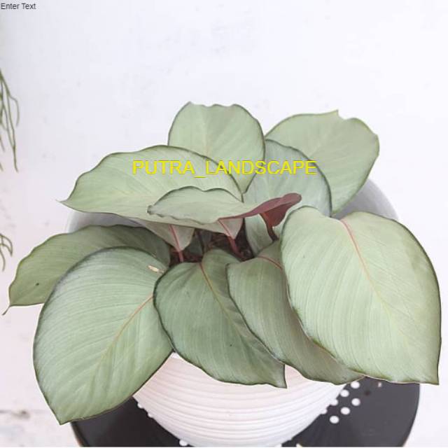 Calathea Silver plate-calathea silver-tanaman hias calathea