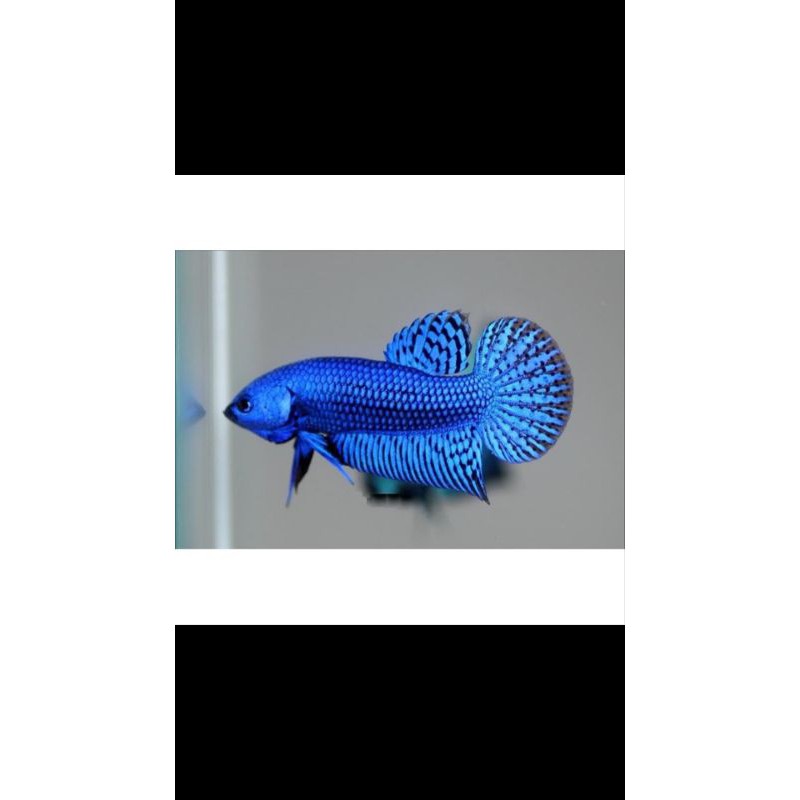 cupang alien green n blue umur 2 bulan