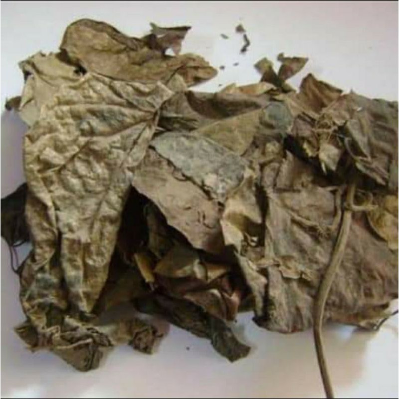 

SIRIH HIJAU KERING (100 GRAM)