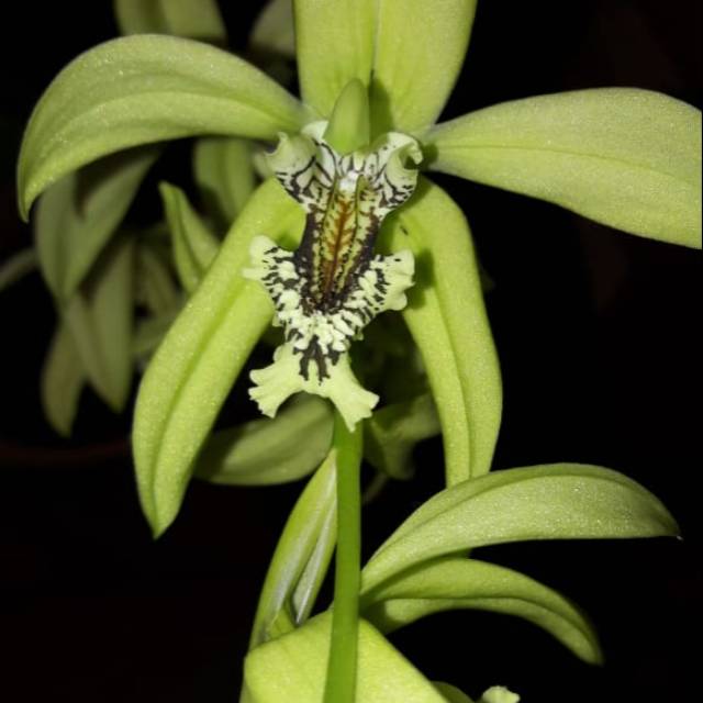 Anggrek hitam kalimantan (pandurata)