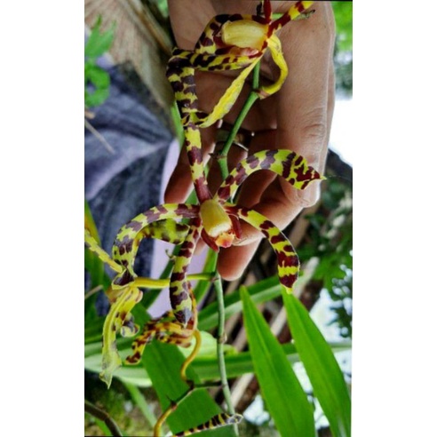 Anggrek Tanah Kalajengking