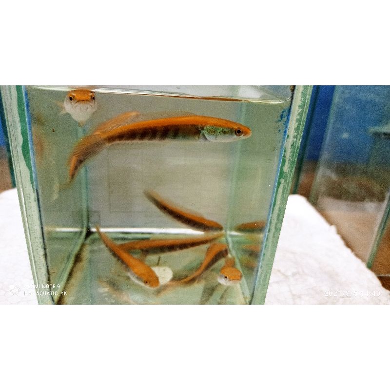 Channa Red Sampit Grade A+++ 6-8cm Bar Tebal Tebal walau masih kecil