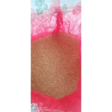 Telur jangkrik madu kuning medan