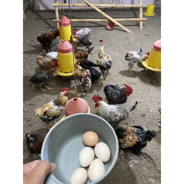 Telur Tetas Ayam layer Modifikasi Blue Larmod Fertil