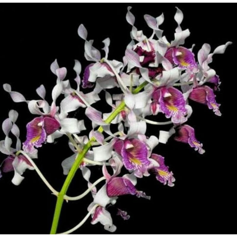 seedling dendrobium nindii