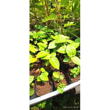 bibit konyal markisa hutan manis