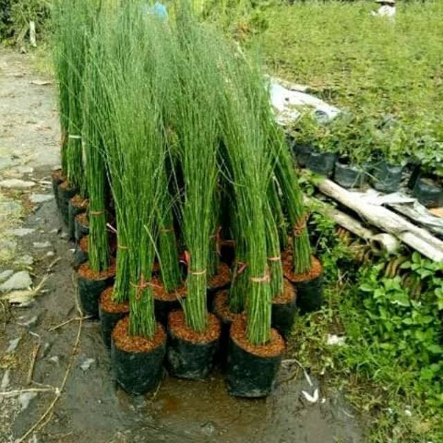 TANAMAN BAMBU AIR HIASAN ELEGANT DEPAN RUMAH