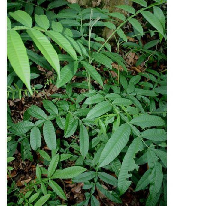 

Diskon 500gr daun sungkai segar ramuan herbal kaya manfaat >>