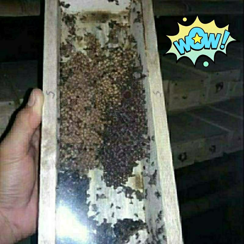 

KOLONI KLANCENG TRIGONA LEVICEP SIAP PRODUKSI