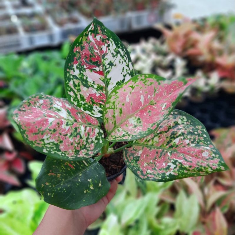 Jual Aglonema Tree Colours Bunga Aglaonema Tree Dud Colour Aglonema Tiga Warna Dud Anja