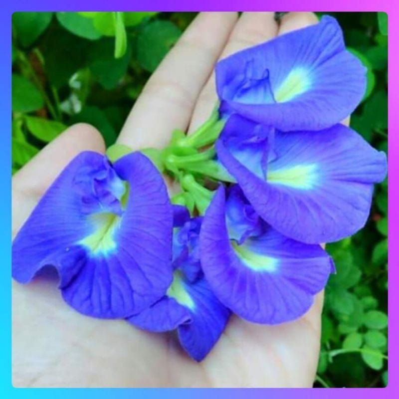 

Bunga Telang Segar Organik Butterfly pea flower hasil kebun sendiri