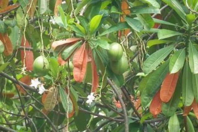 Tempat Minyak Krishome