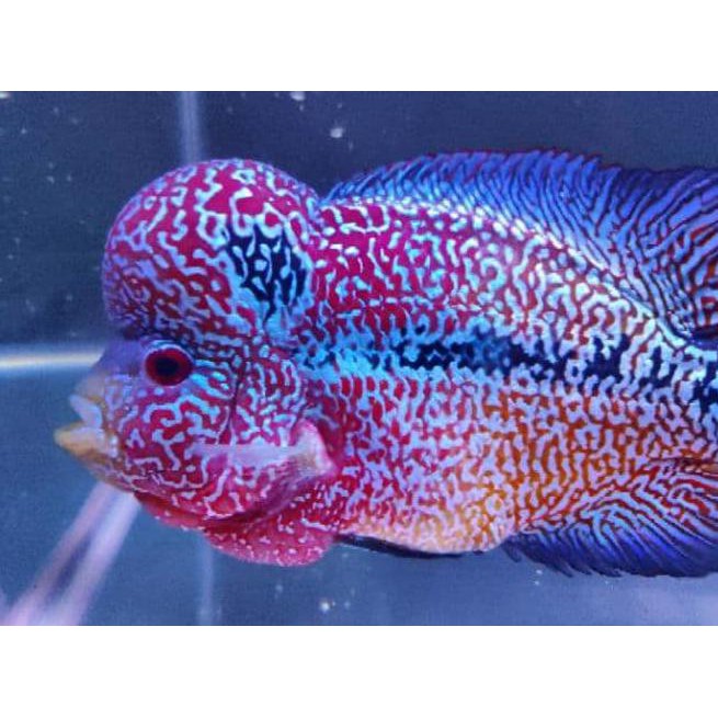 Dijual Pelet Jahat Evil Pelet Makanan Ikan Louhan Lohan Kontes Growth Color Terlaris