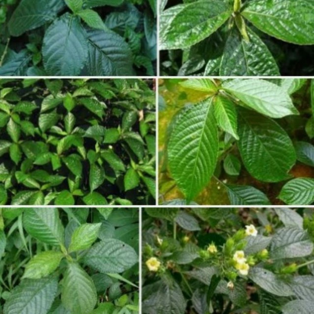 

daun keji beling segar herbal
