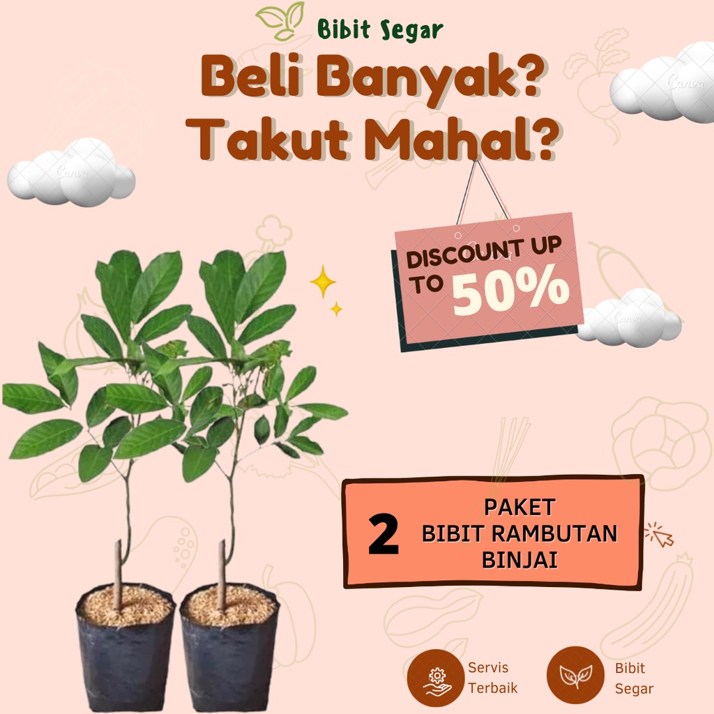 PAKET 2 BIBIT RAMBUTAN BINJAI SUPER MURAH
