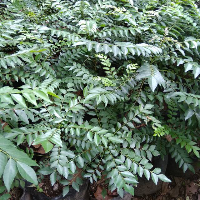 

Daun salam koja segar daun kare atau kemuru 1 kg