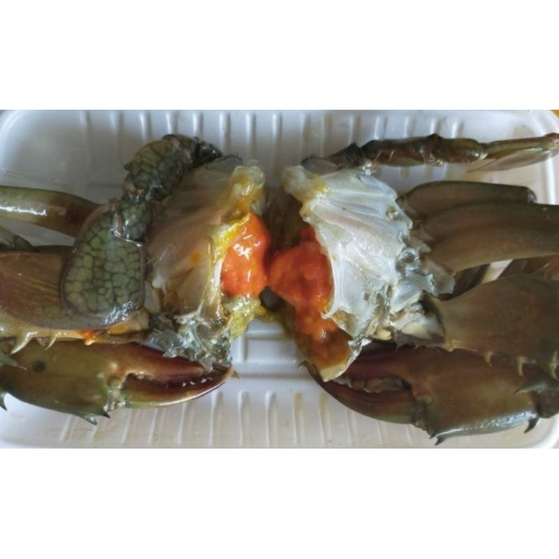 

kepiting telor 250-300 gram