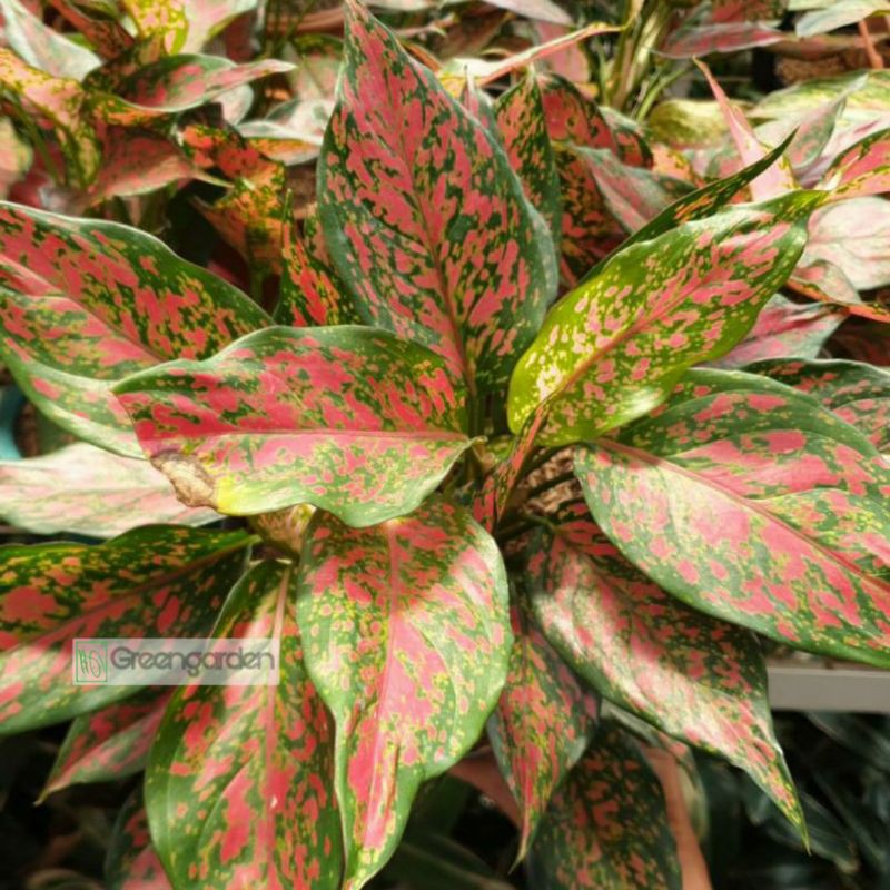 Aglonema Ruby Garuda Batik