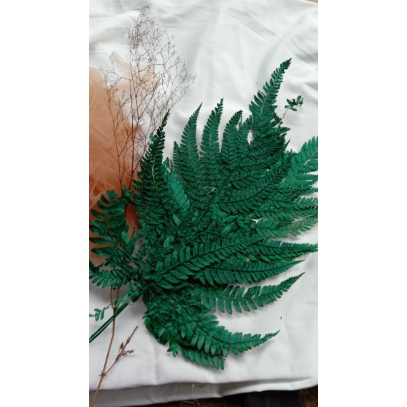 Daun paku kering, (25 helai)